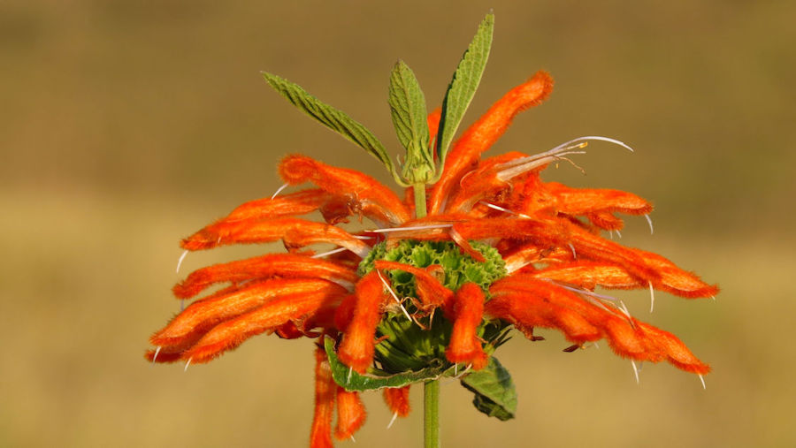Leonotis leonurus